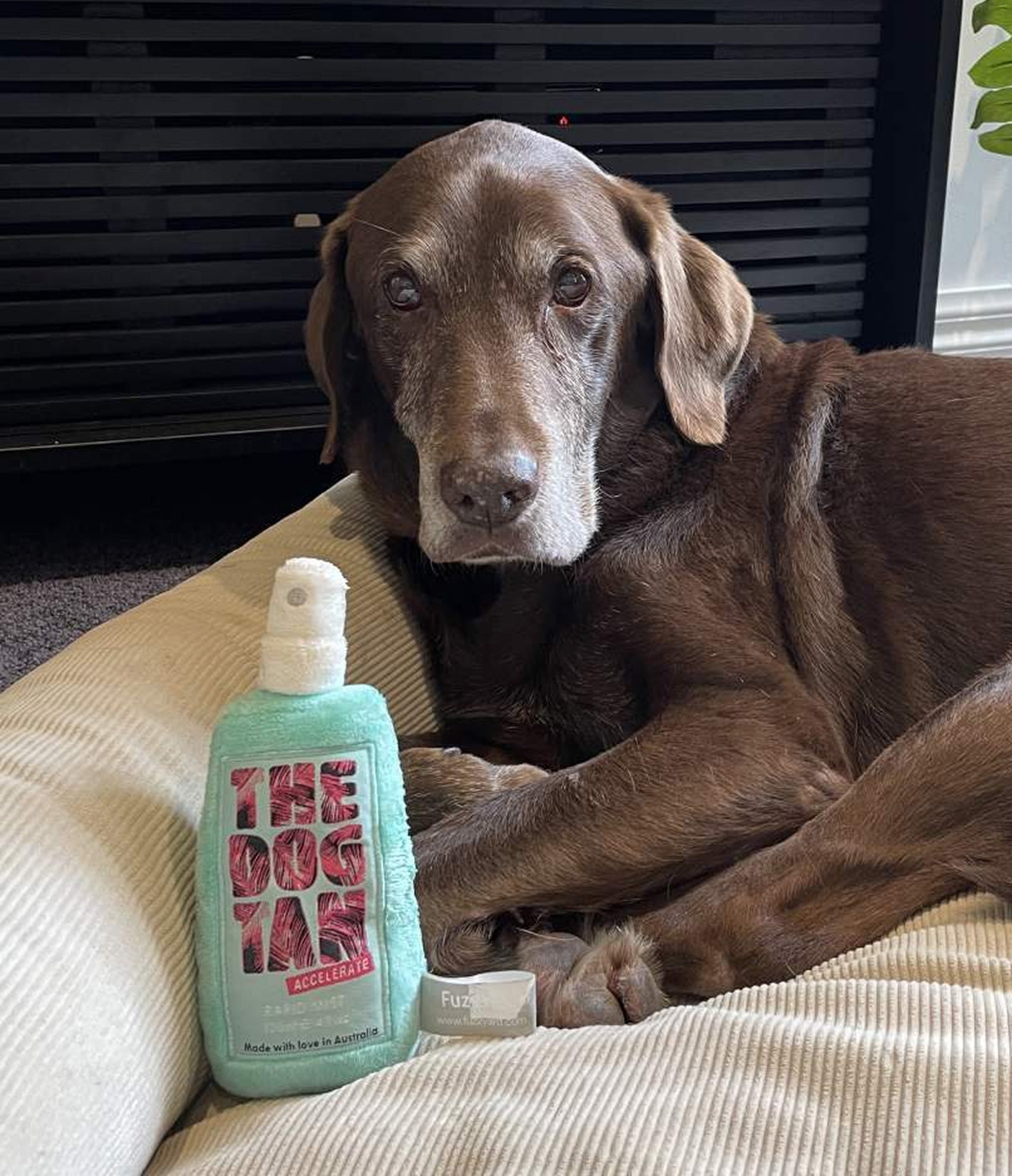 The Dog Tan Squeaker